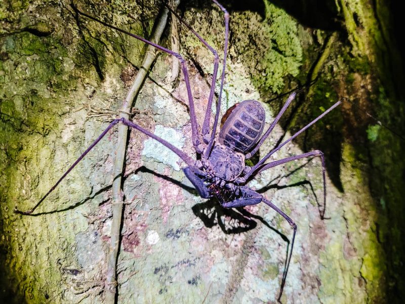Big spider.