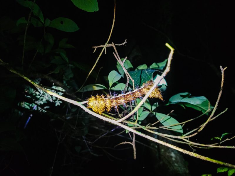 Special insect in Amazon.