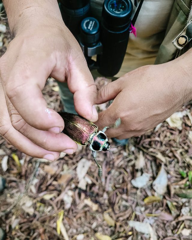 Guide of Rainforest Expeditions holds bug in hands and gives explanation.