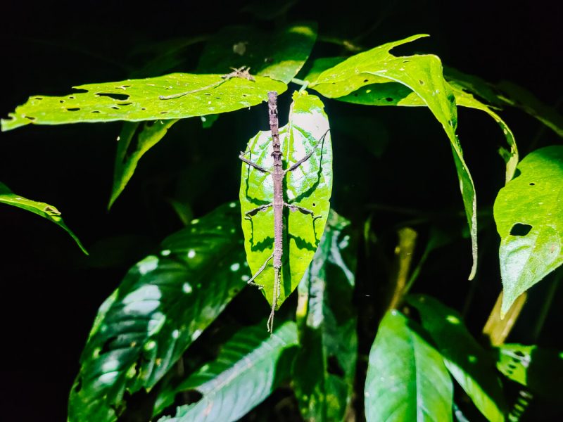 Stick insect in Amazon rainforest of Peru.