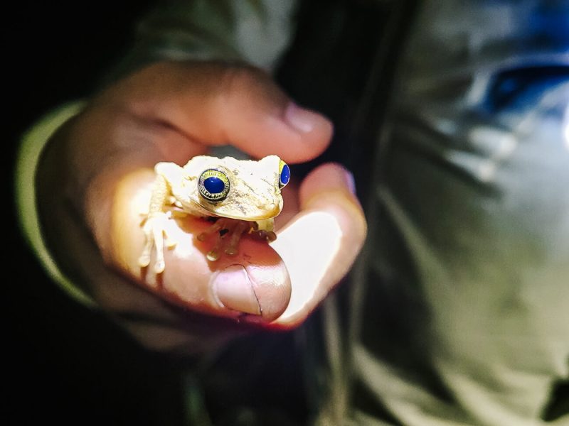 Gids van Rainforest Expeditions houdt kikker in zijn hand in jungle en geeft uitleg 