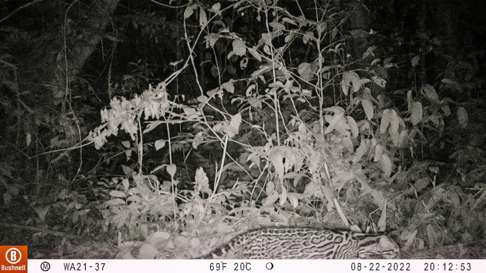 camerabeelden van jaguar van geplaatste camera in amazone van Peru. Een project van Wired Amazon die zich bezighoudt met onderzoek naar jaguars.