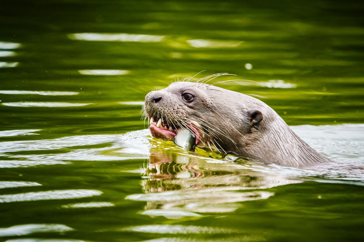 Gian otter in Oxbow lake, Tambopata Peru, by Paul Bertner.
