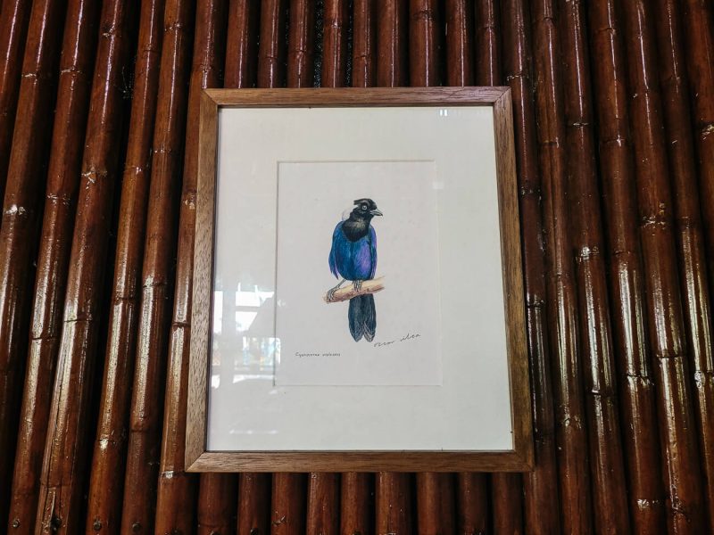 tekening in schilderij van vogel