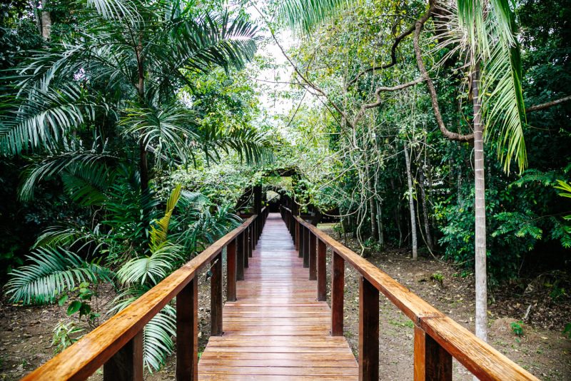 Wooden walkways at jungle lodges of  Rainforest Expeditions in Tambopata Peru.