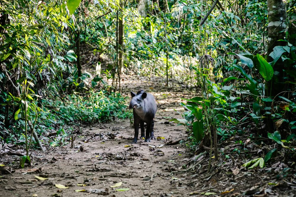 Tapir in Tambopata jungle in Peru.