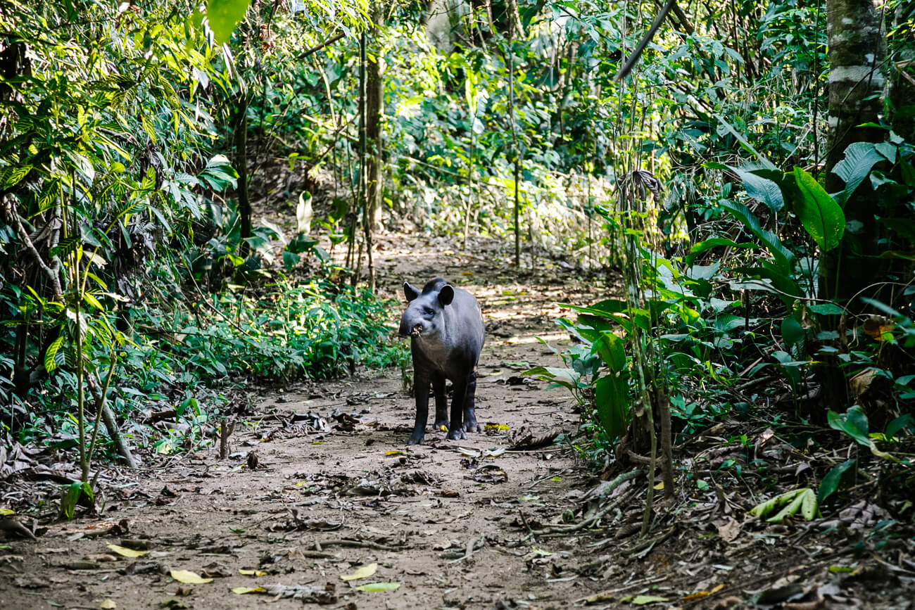 Tapir in jungle van Peru.