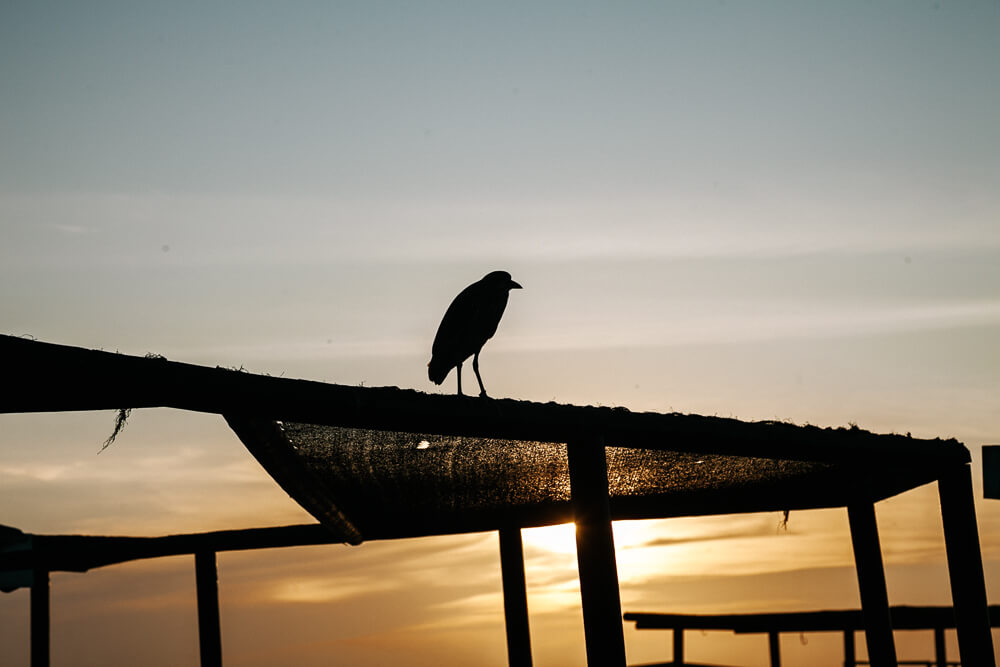 Vogel tijdens zonsondergang in Colombia.