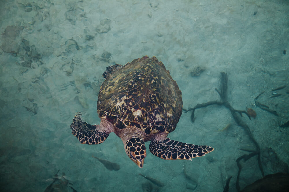 Turtles in Oceanario Islas del Rosario in Colombia.