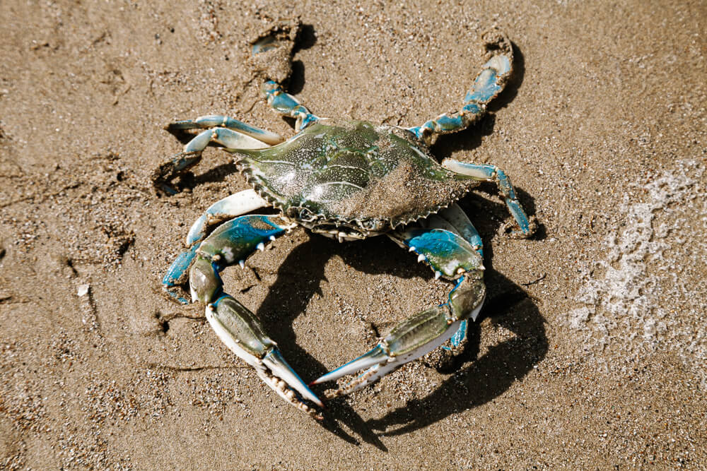 Crab on beach.