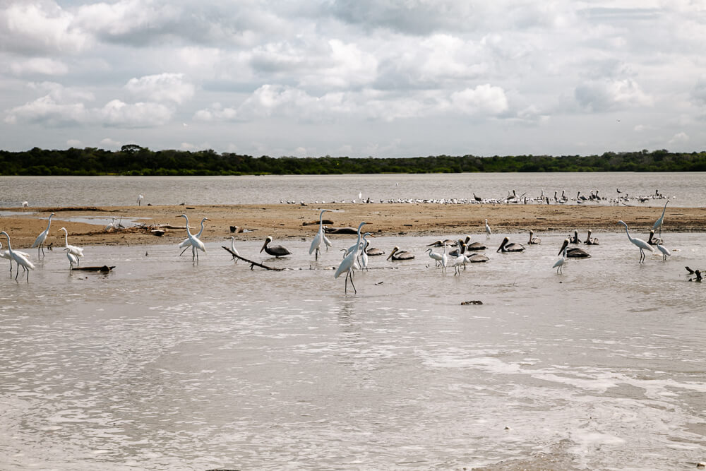 Cienaga de Mababita, een laguna waar talloze vogelsoorten verzamelen vanwege de grote hoeveelheid vis. 