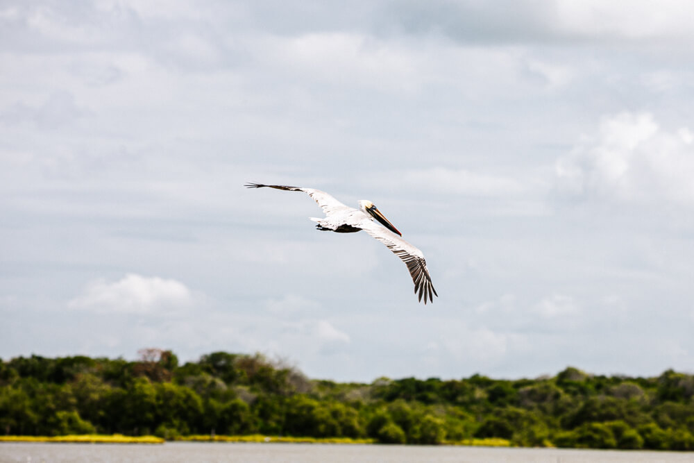Flying pelican.