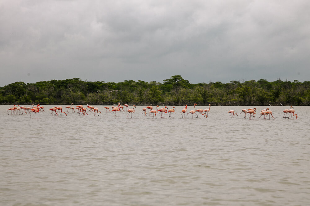 Flamingos in Santuario de Fauna y Flora Los Flamencos, in La Guajira Colombia.