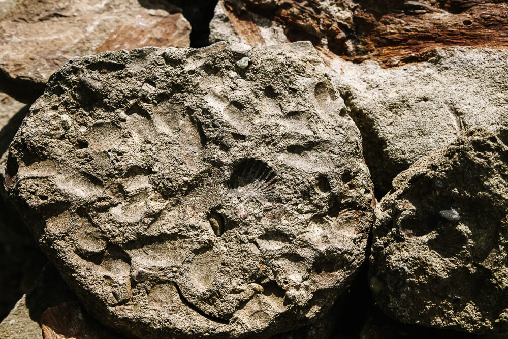 Fossils around El Calafate.