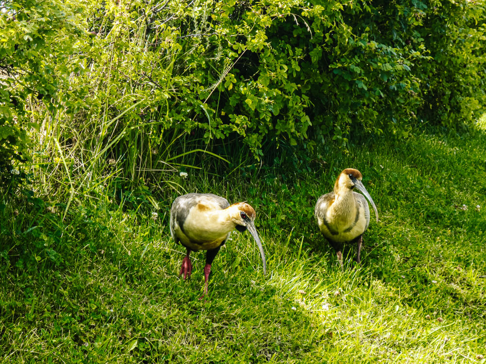 Vogels in natuurreservaat Laguna Nimez in El Calafate Argentinië.
