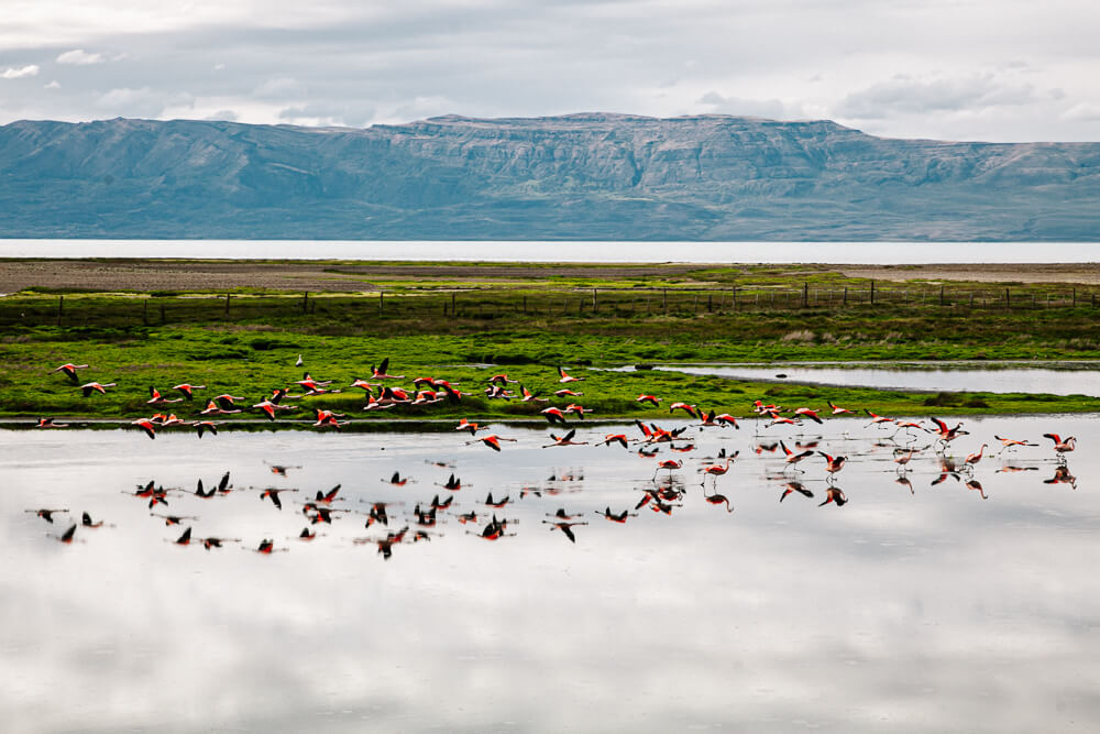 Vliegende flamingo's in natuurreservaat Laguna Nimez in El Calafate Argentinië.