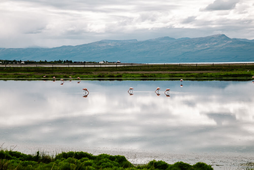 Flamingo's in natuurreservaat Laguna Nimez in El Calafate Argentinië.