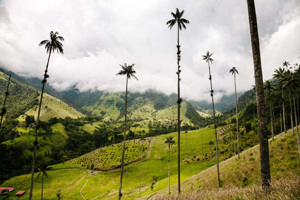 The Cocora valley lends itself perfectly to a number of long and short hike options, starting in Cocora village.
