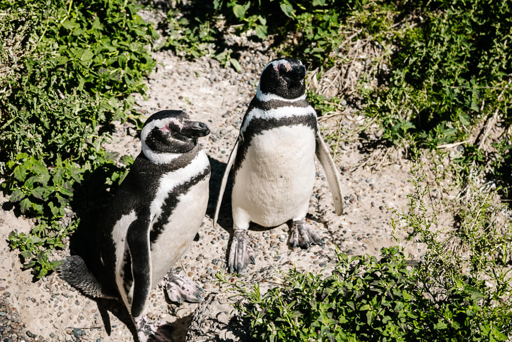 Penguins in Peninsula Valdes, one of the most beautiful national parks.