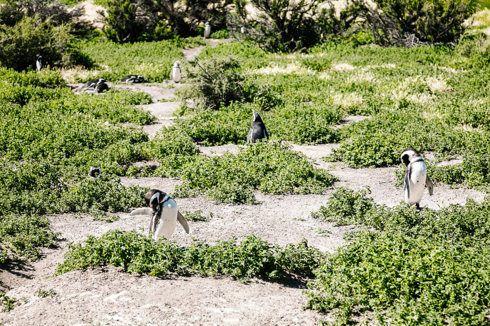Pinguïns bij Punta Tombo in Argentinie.