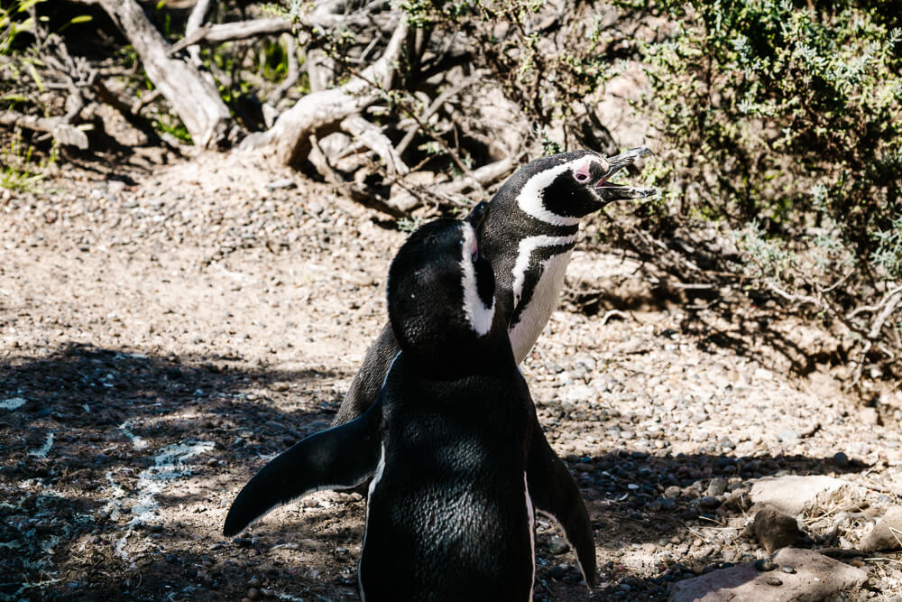 Penguins in Punta Tombo.