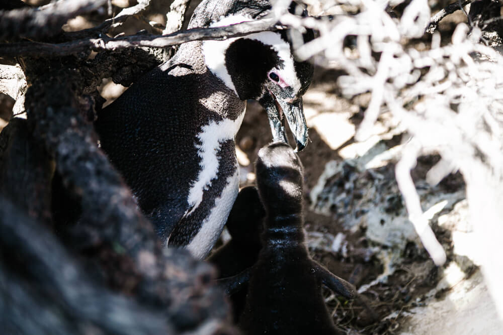 Pinguïn moeder met jong.