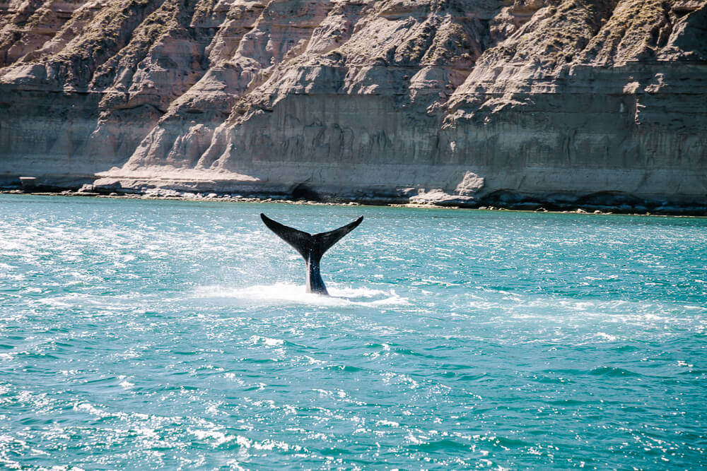 One of the best things to do in Puerto Madryn, is to go whale watching in Peninsula Valdes.