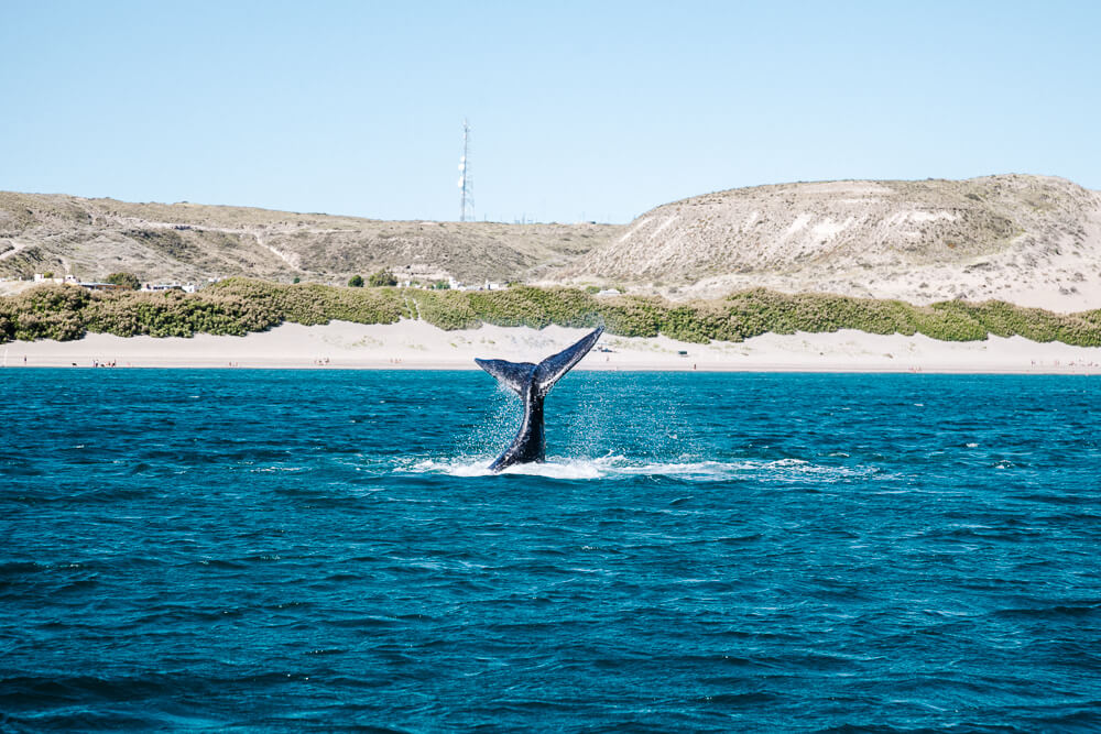 Walvissen bij Peninsula Valdes, een van de mooiste nationale parken van Argentinie om walvissen te zien.
