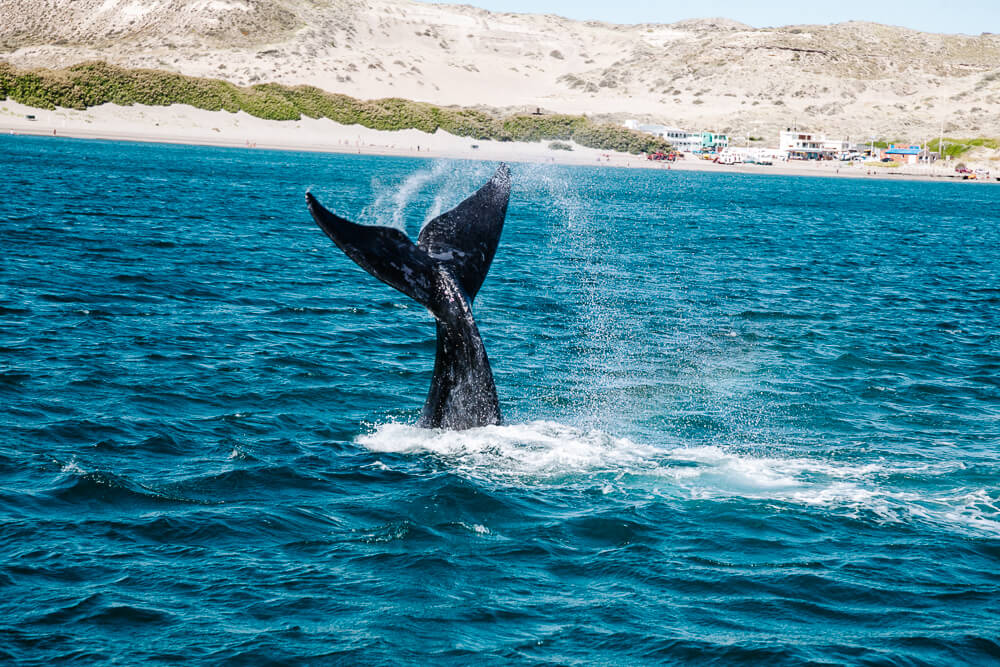Een van de beste plekken om walvissen te observeren is bij Peninsula Valdes in Puerto Madryn in Argentinie.