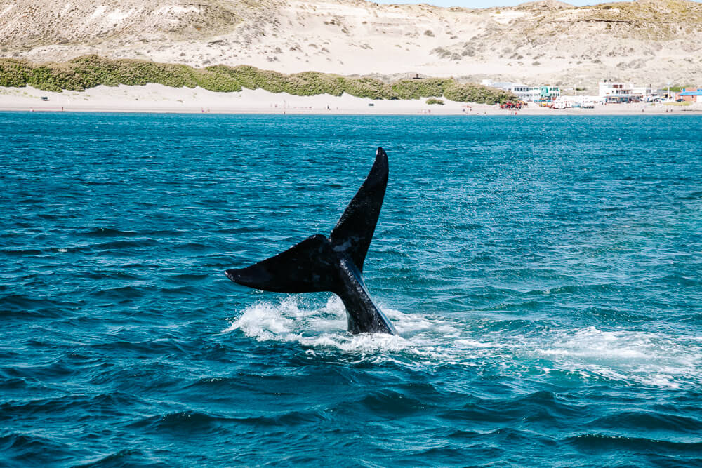 In Puerto Madryn, it is possible to go whale watching in Peninsula Valdes.