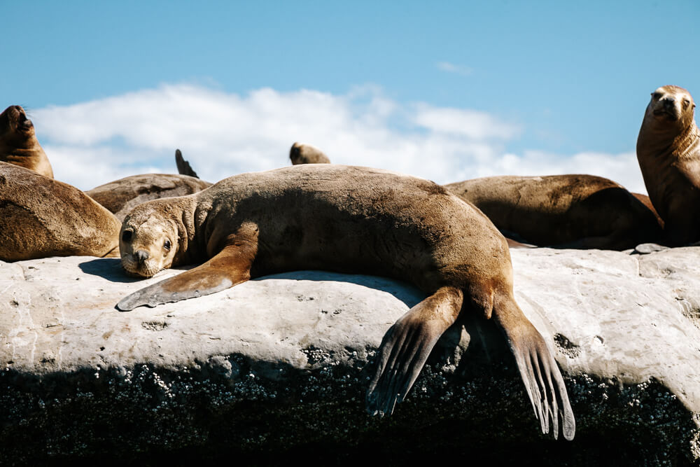 Sea lions in Peninsula Valdes, one of the most beautiful national parks.