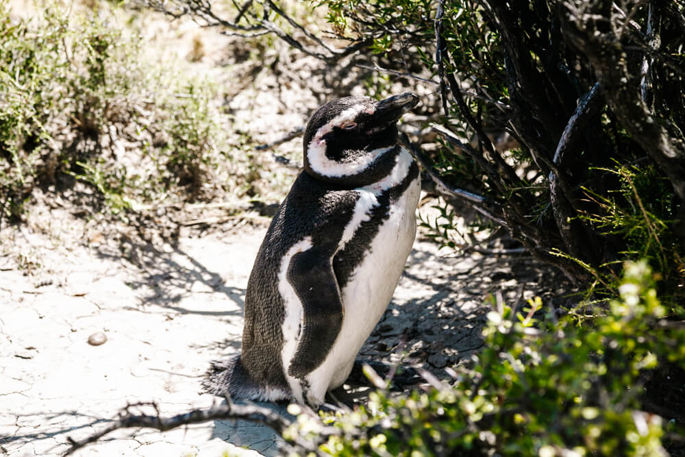 Penguins in Punta Ninfas in Argentina.