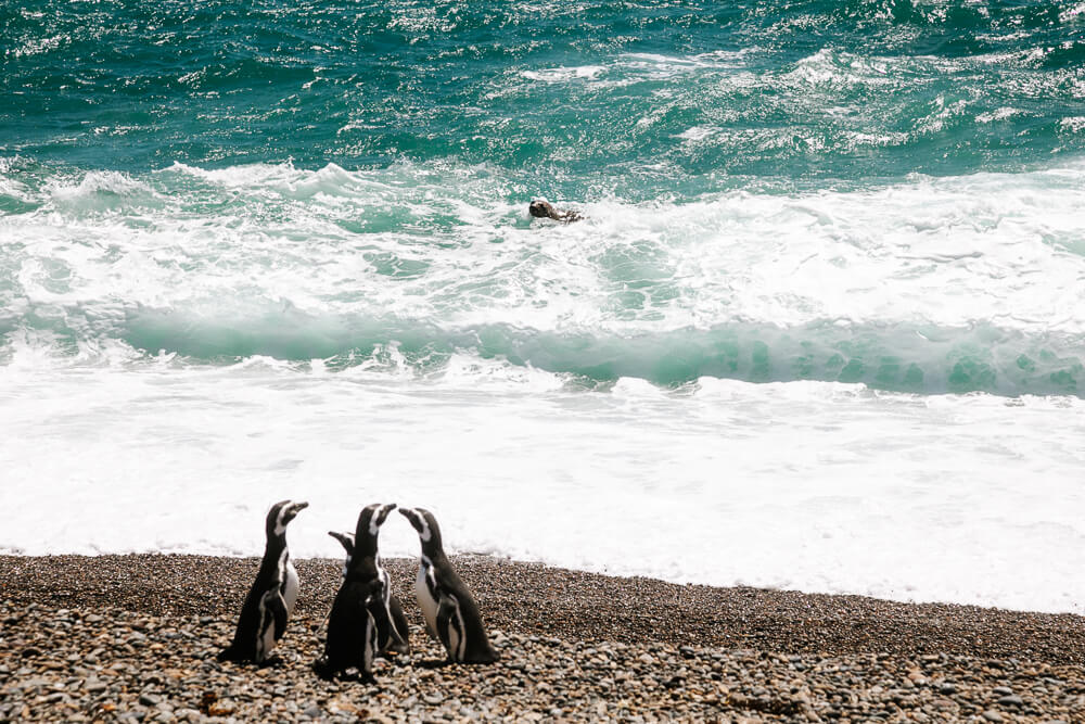 Pinguïns bij Punta Ninfas, nabij Puerto Madryn in Argentinie.