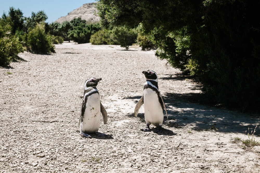 Penguins in Peninsula Valdes, one of the most beautiful national parks of Argentina.