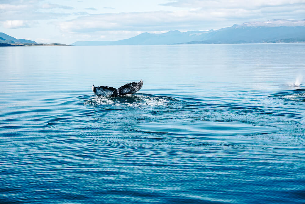 Whales on the Beagle channel.