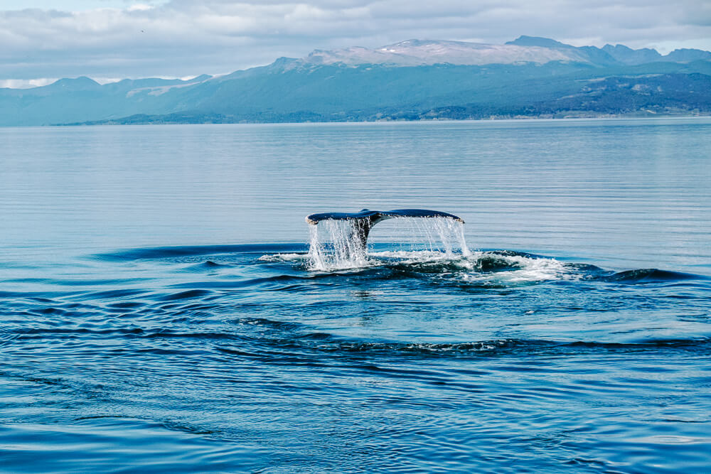 Walvissen in Ushuaia.