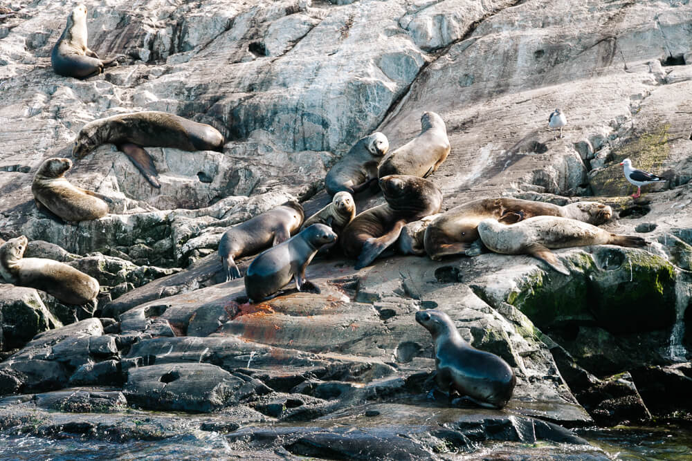 Sea lions on the Beagle channel.