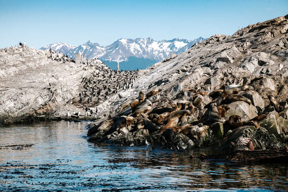 Een van de top bezienswaardigheden in Ushuaia Argentina is een tocht over het Beagle kanaal, waar je talloze zeehonden en zeevogels ziet.
