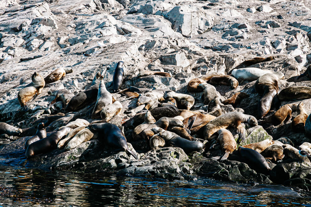 One of the best things to do during your "what to do in Ushuaia for 2 days itinerary" is a trip on the Beagle channel, to spot sea lions.