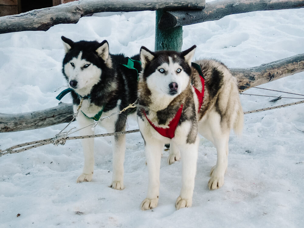 Husky dogs in Patagonia.