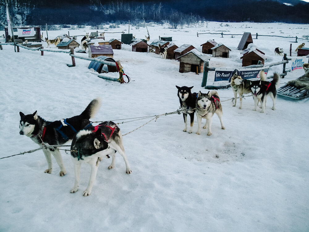 Een tocht met de husky honden is een van de top bezienswaardigheden in de winter in Ushuaia Argentina.