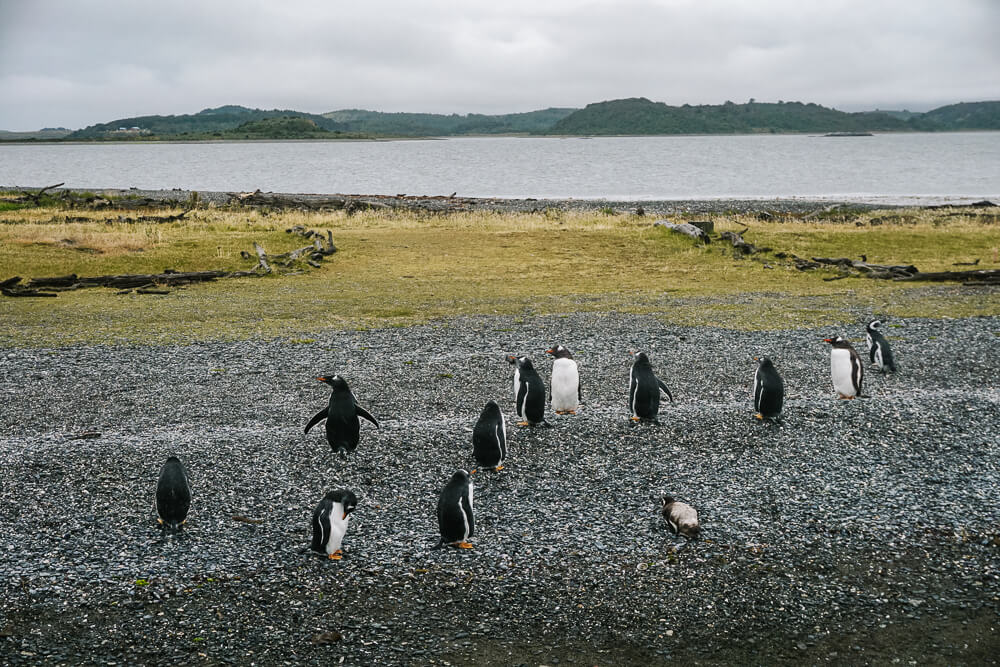 Isla Martillo, the island with the penguins where you have a good chance of seeing the King Penguin.