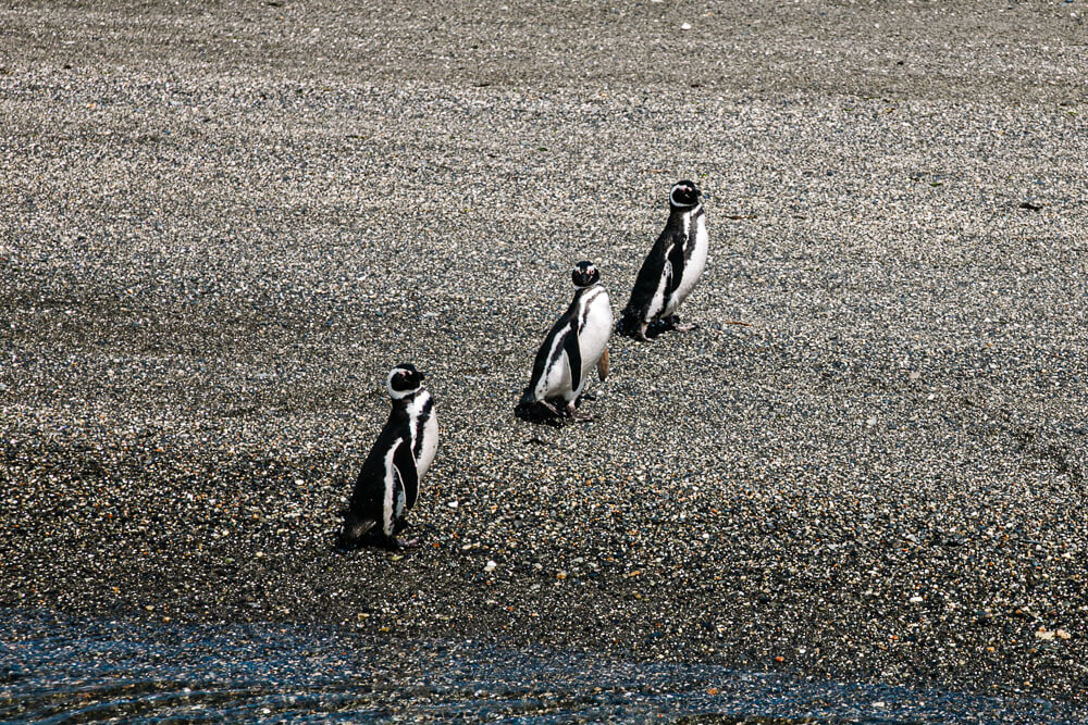 One of the best things to do during your "3 days in Ushuaia itinerary" is a trip on the Beagle channel, to spot penguins.