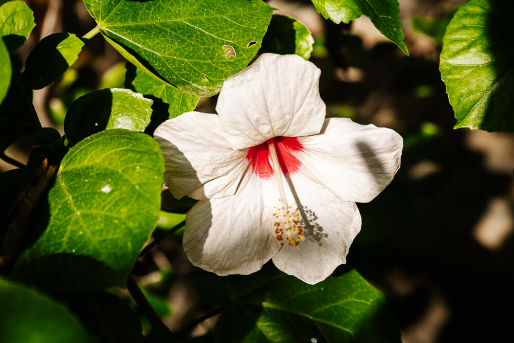 White tropical flower.