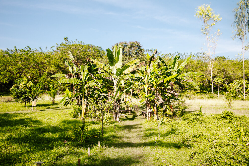 Banana plantations.