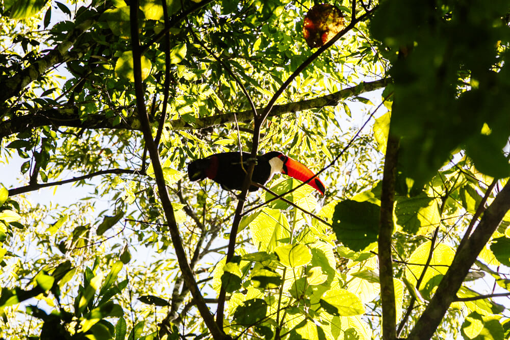 Toekan in Parque das Aves in Brazilie.