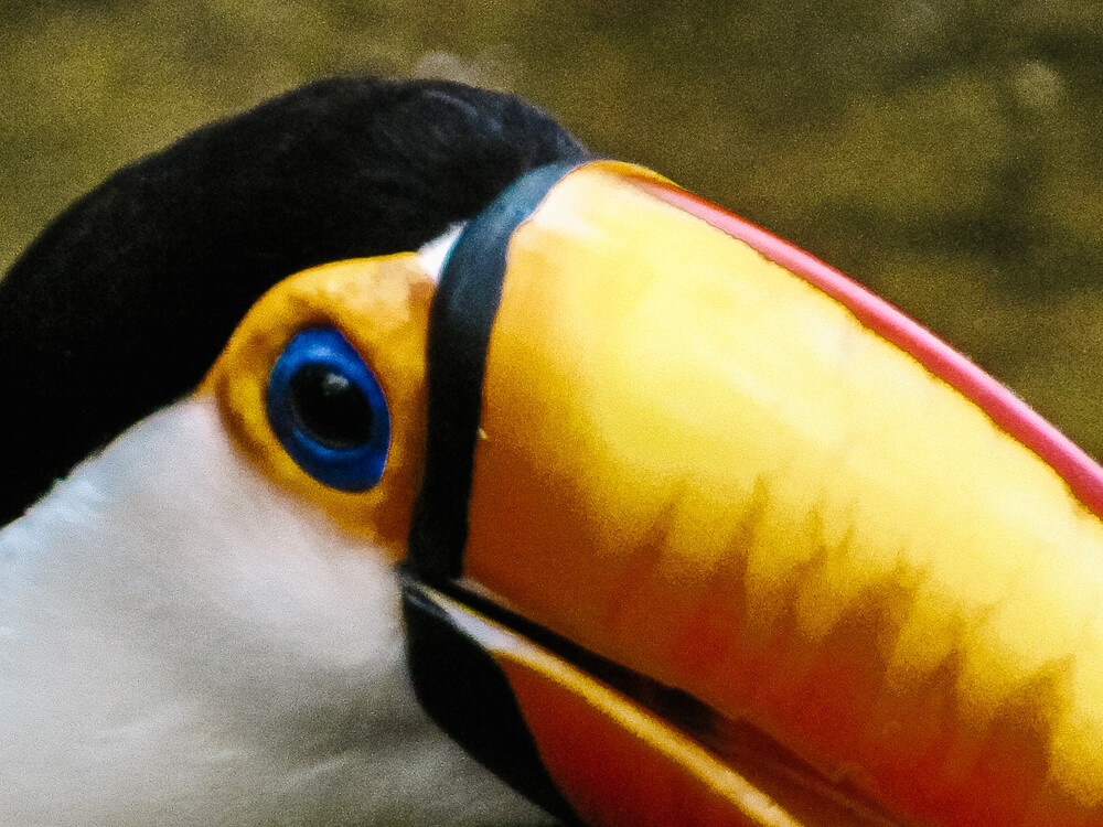 Toekan in Parque das Aves in Brazilie.