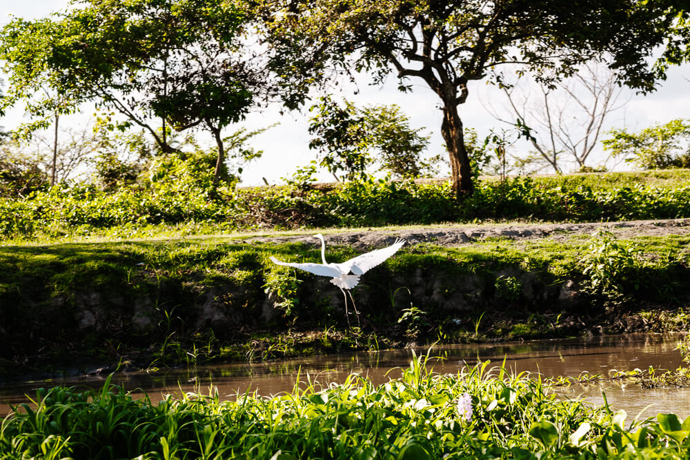 Birds around the Río Magdalena during a boat tour, one of my tips for what to do in Mompox Colombia.