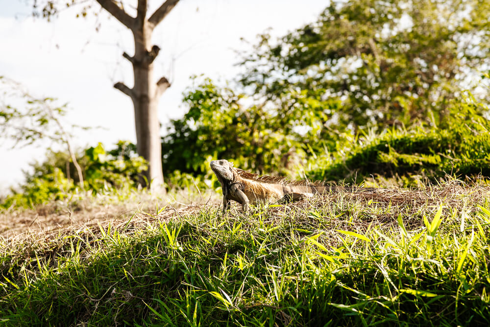 Iguanas relaxing along the banks of the Río Magdalena.