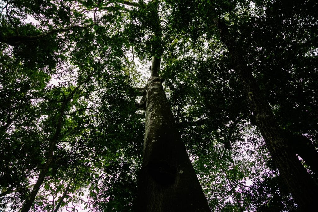 Ceiba boom in Nationaal park El Imposible.